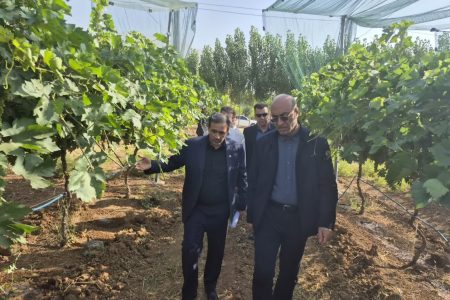 بازدید استاندار کرمانشاه از بزرگترین باغ سایبان کشور