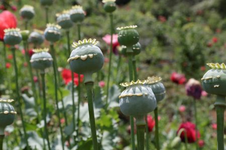 همه چیز در باره شایعه آزاد سازی کشت خشخاش