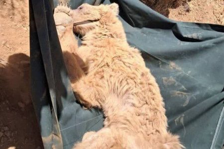 مرگ خرس سیوند